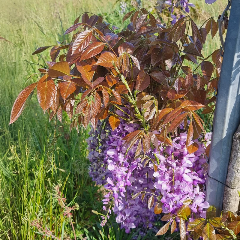 Glycine Blue Line® Copper Leo