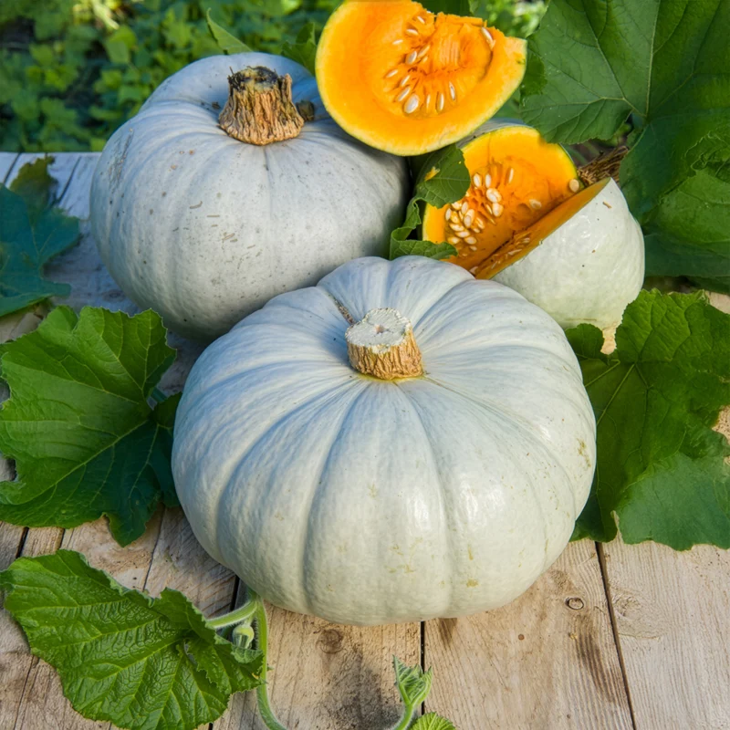 Potiron bleu de Hongrie