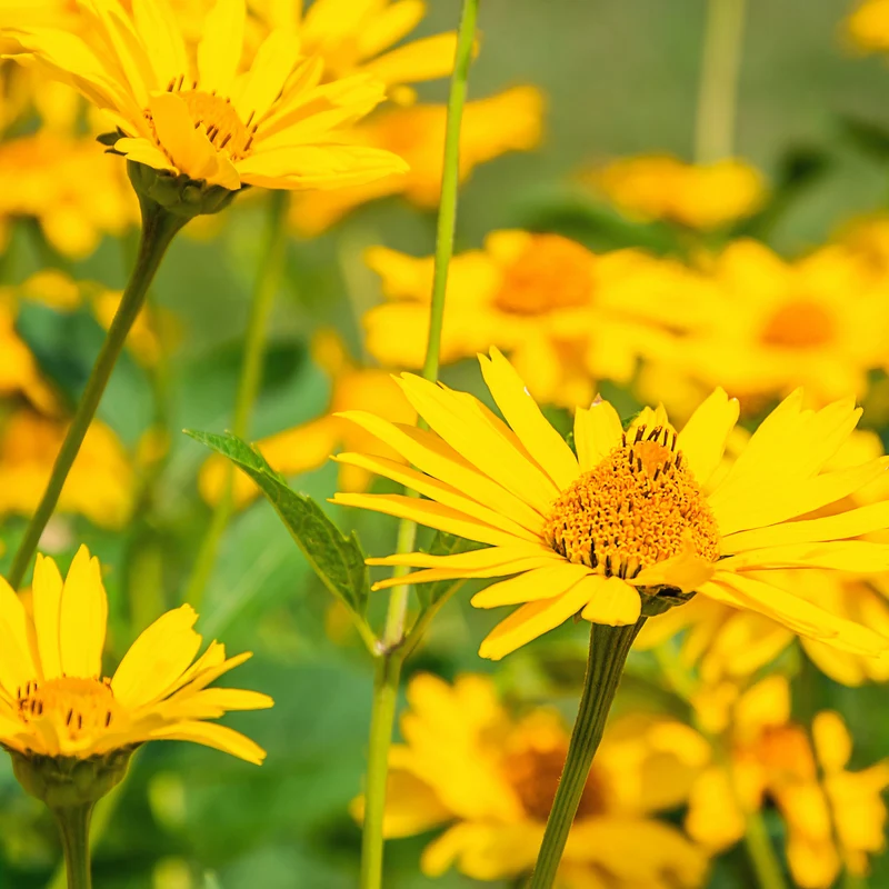 Arnica des montagnes
