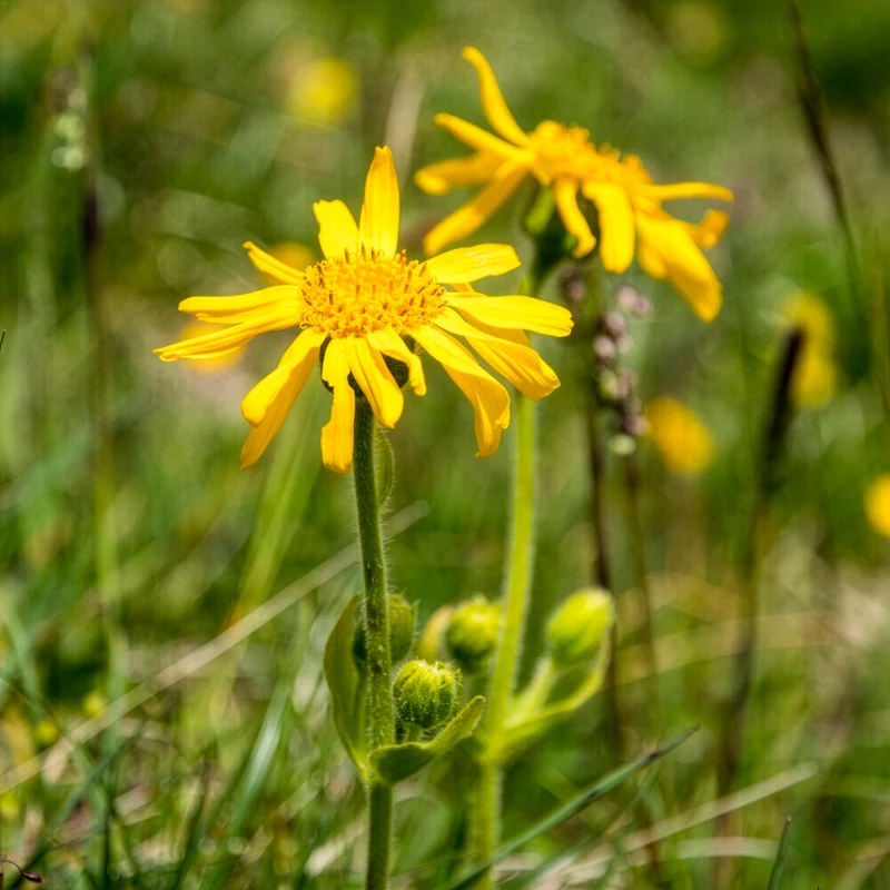 Arnica des montagnes