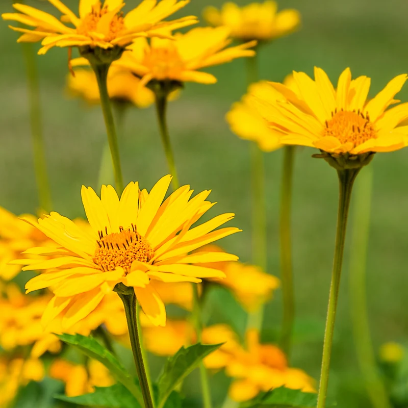 Arnica des montagnes