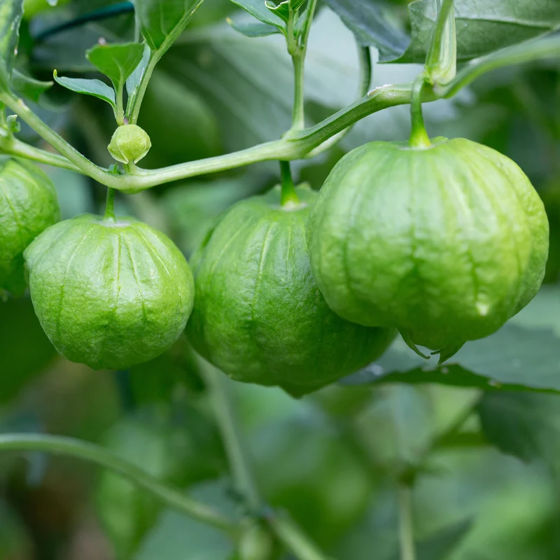 Tomatillo du Mexique