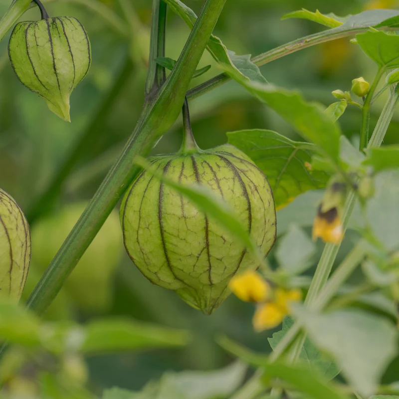Tomatillo du Mexique