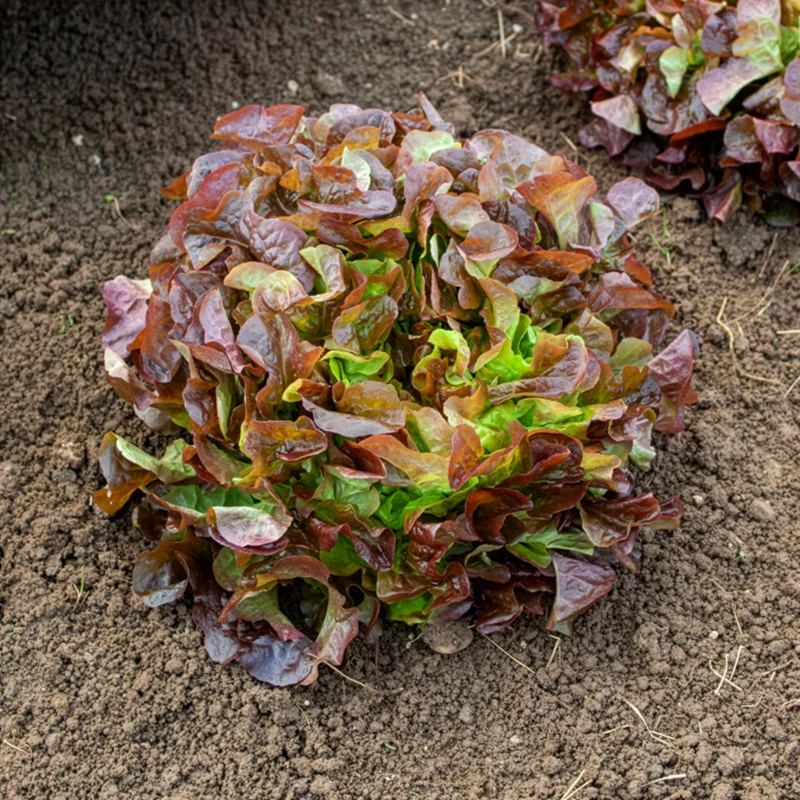 Laitue feuille de chêne rouge Eglantine