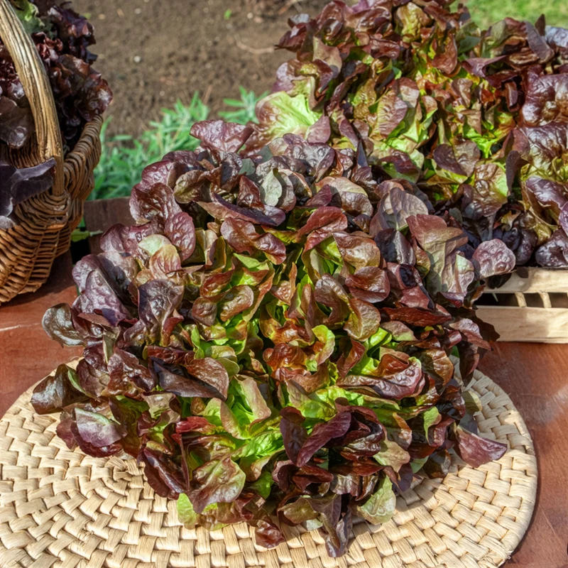 Laitue feuille de chêne rouge Eglantine