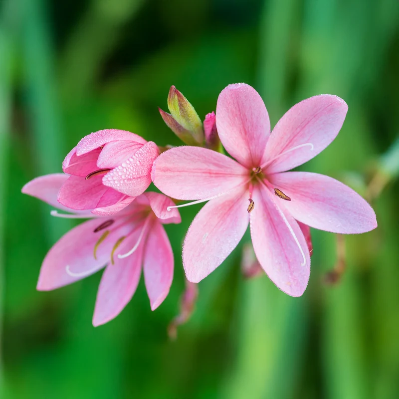 Lys des cafres Pink Butterflies