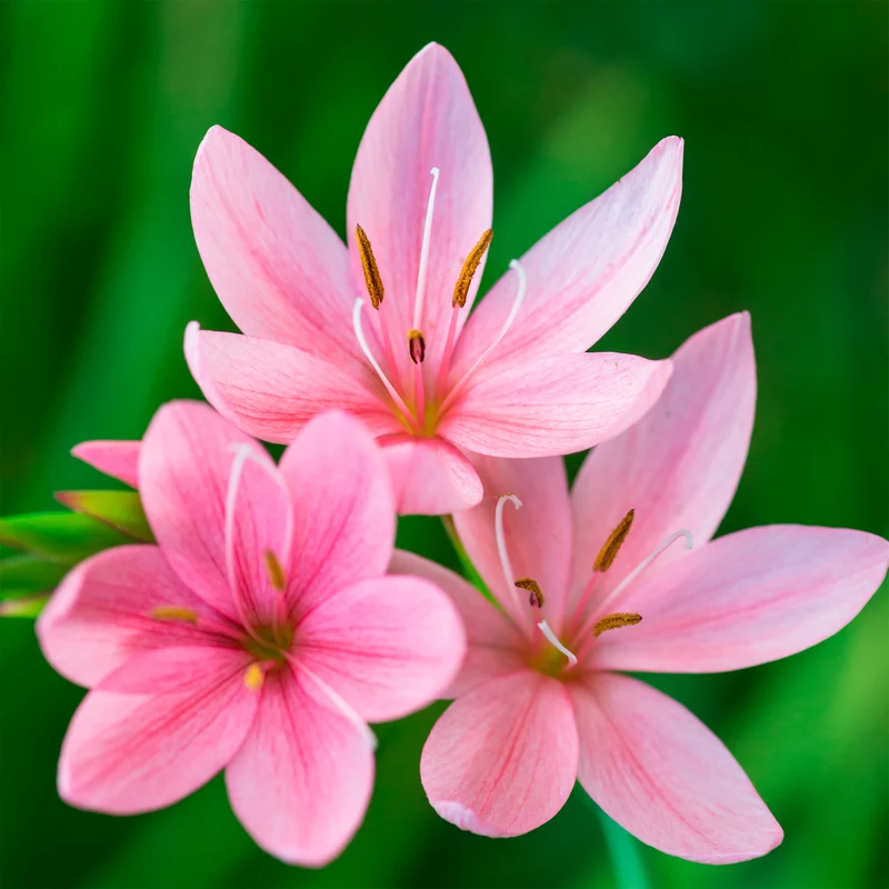 Lys des cafres Pink Butterflies