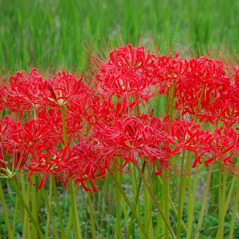 Lis araignée rouge
