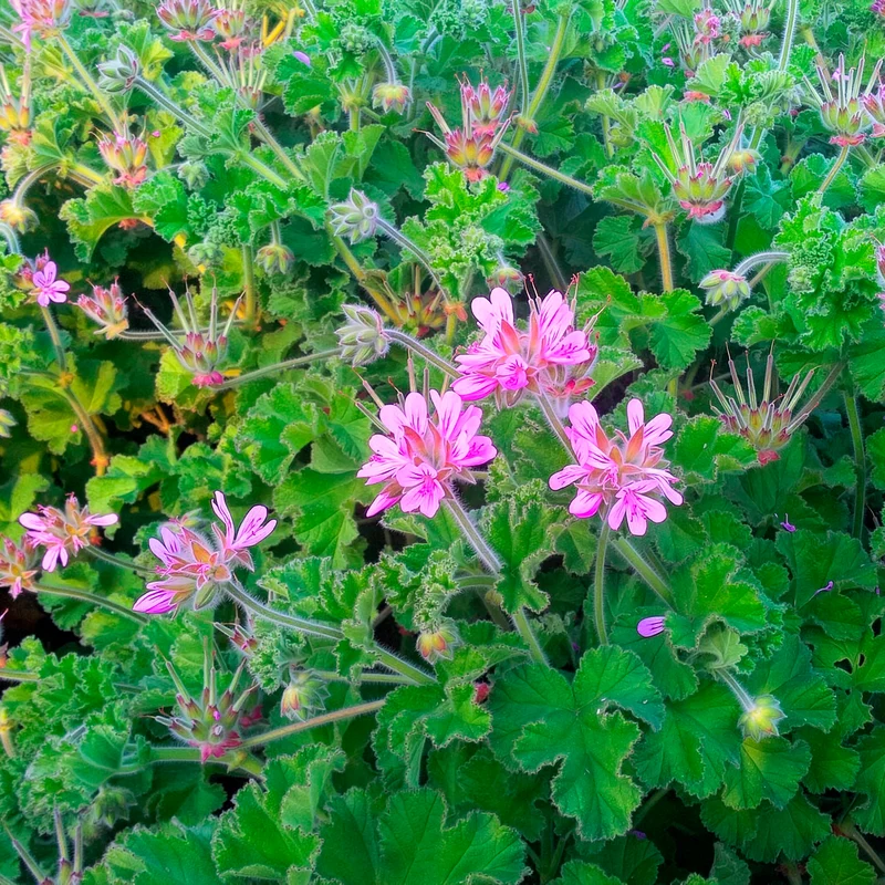 Géranium odorant