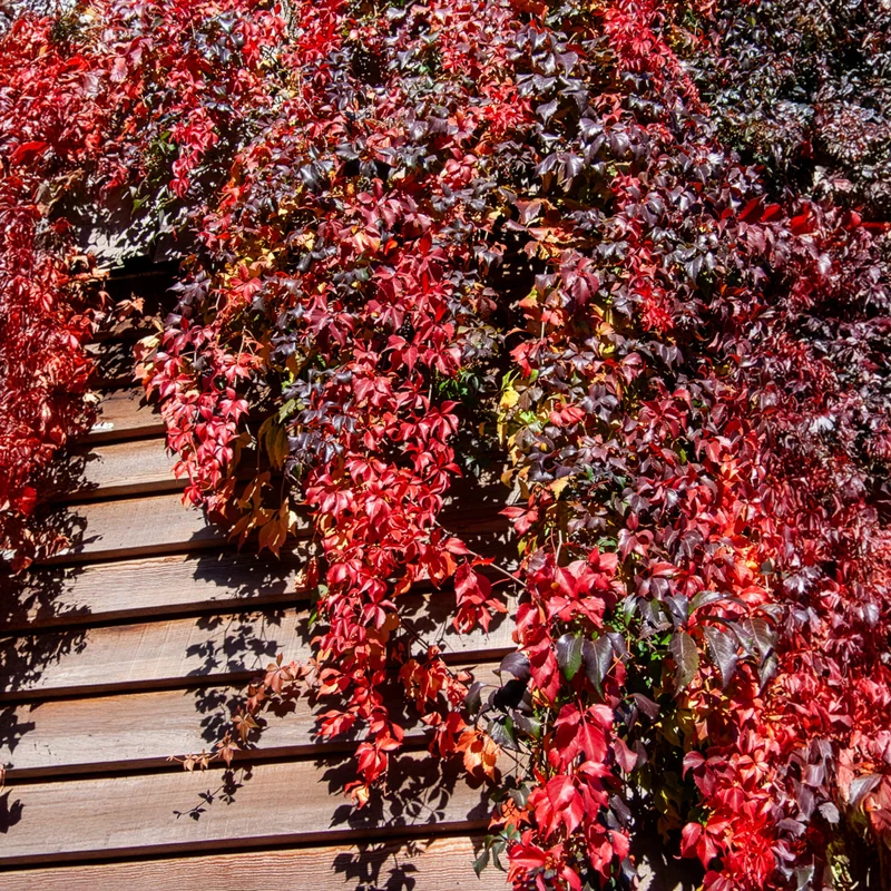 Vigne vierge Red Wall®