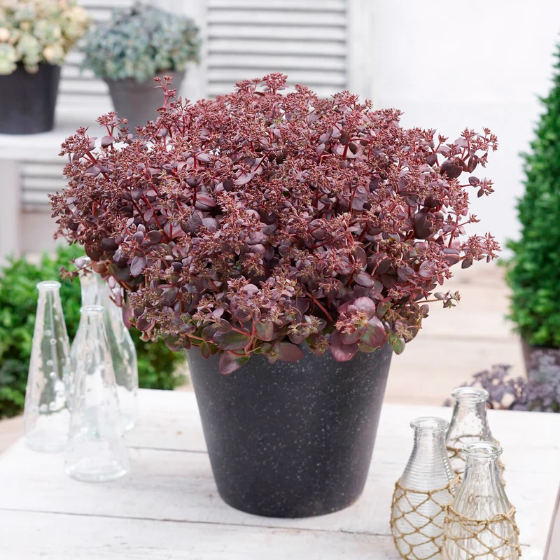 Sedum Sunsparkler® Firecracker