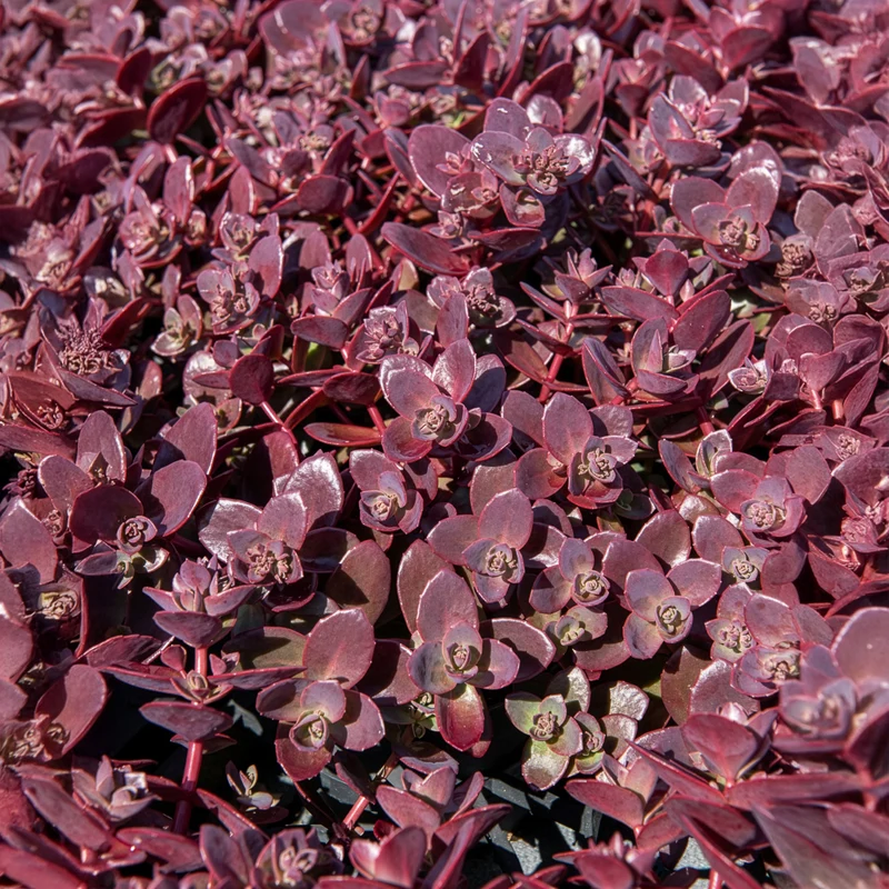 Sedum Sunsparkler® Firecracker