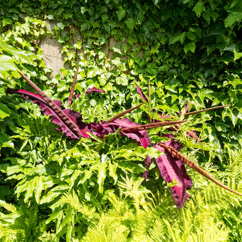 Serpentaire