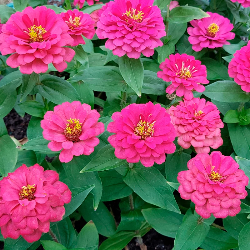 Zinnia fuchsia