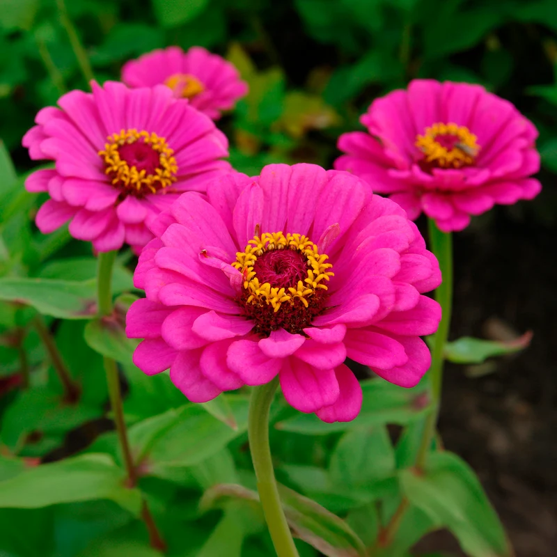 Zinnia fuchsia