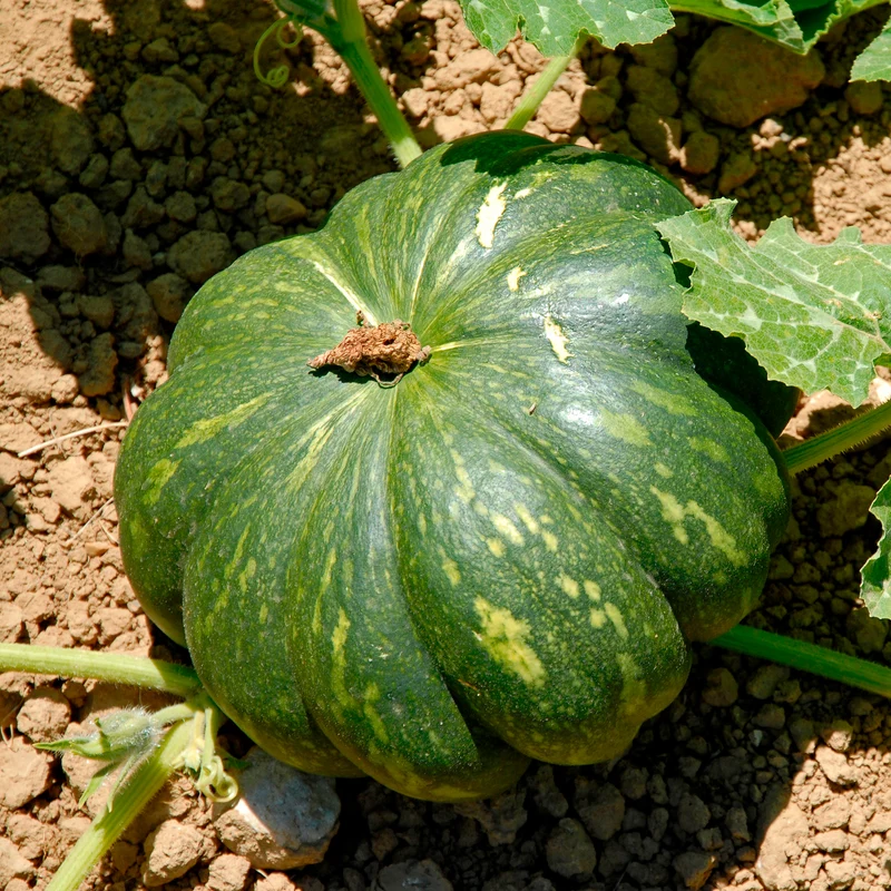 Courge Musquée de Provence
