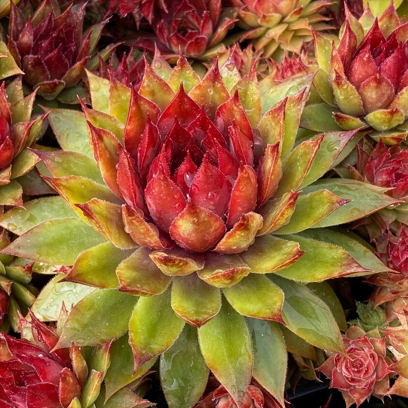 Joubarbe Chick Charms® Pineapple Paradise - Sempervivum