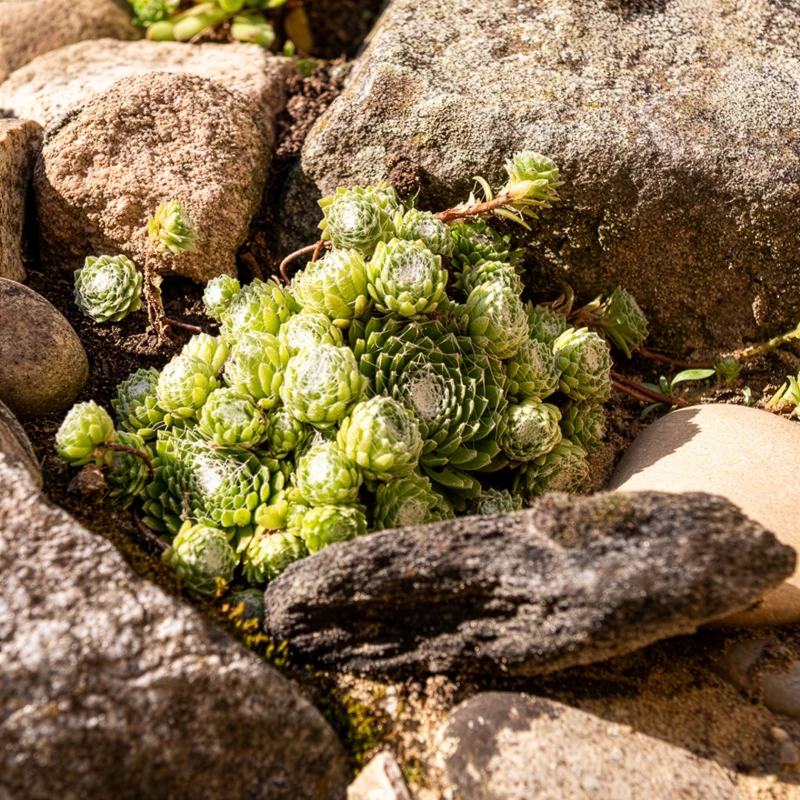 Joubarbe Chick Charms® Arctic white - Sempervivum
