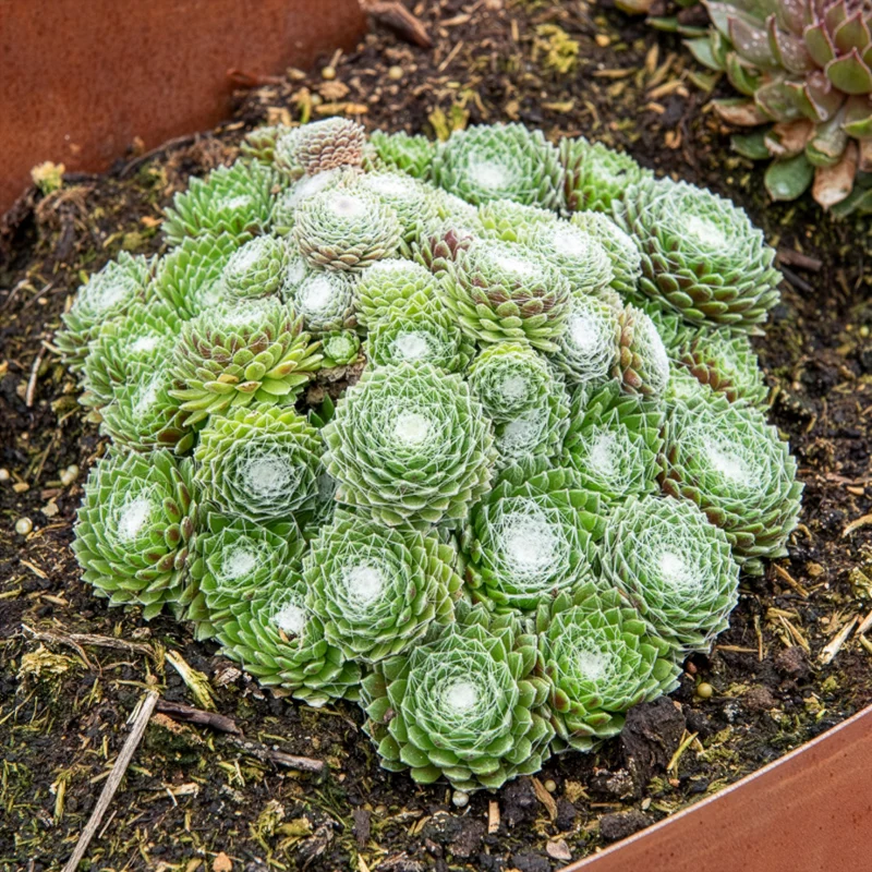 Joubarbe Chick Charms® Arctic white - Sempervivum