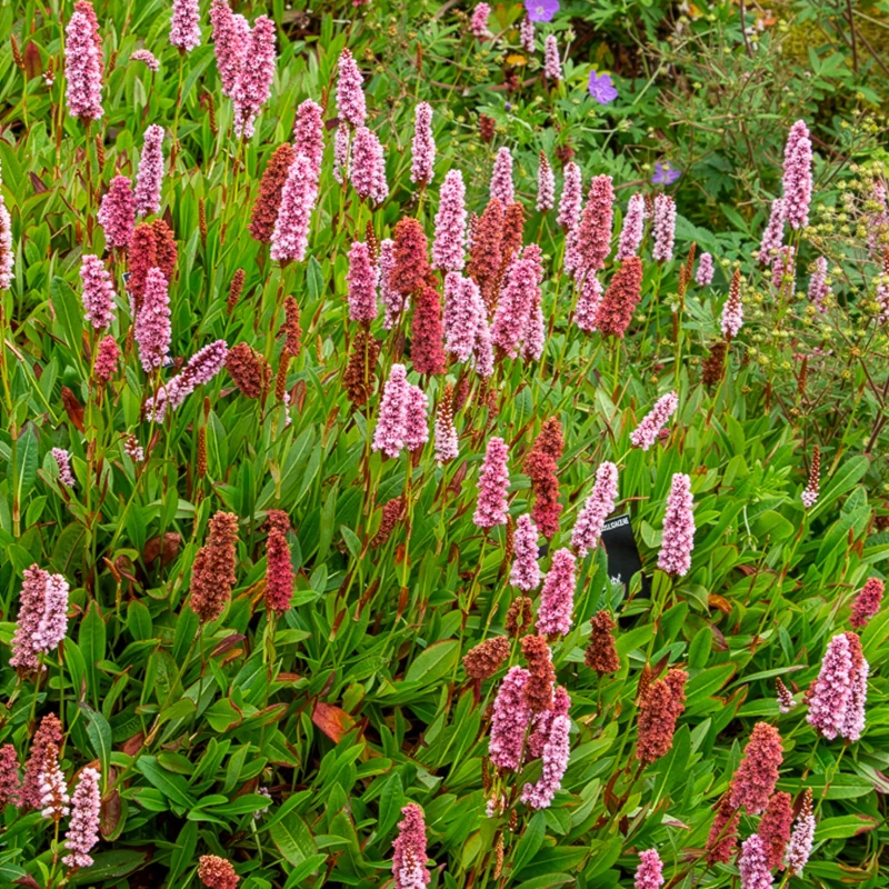 Renouée du Darjeeling Red - Persicaire