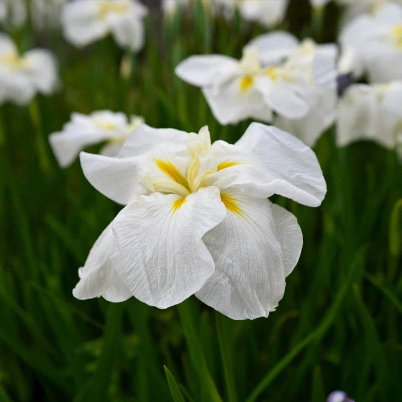 Iris du Japon White Ladies