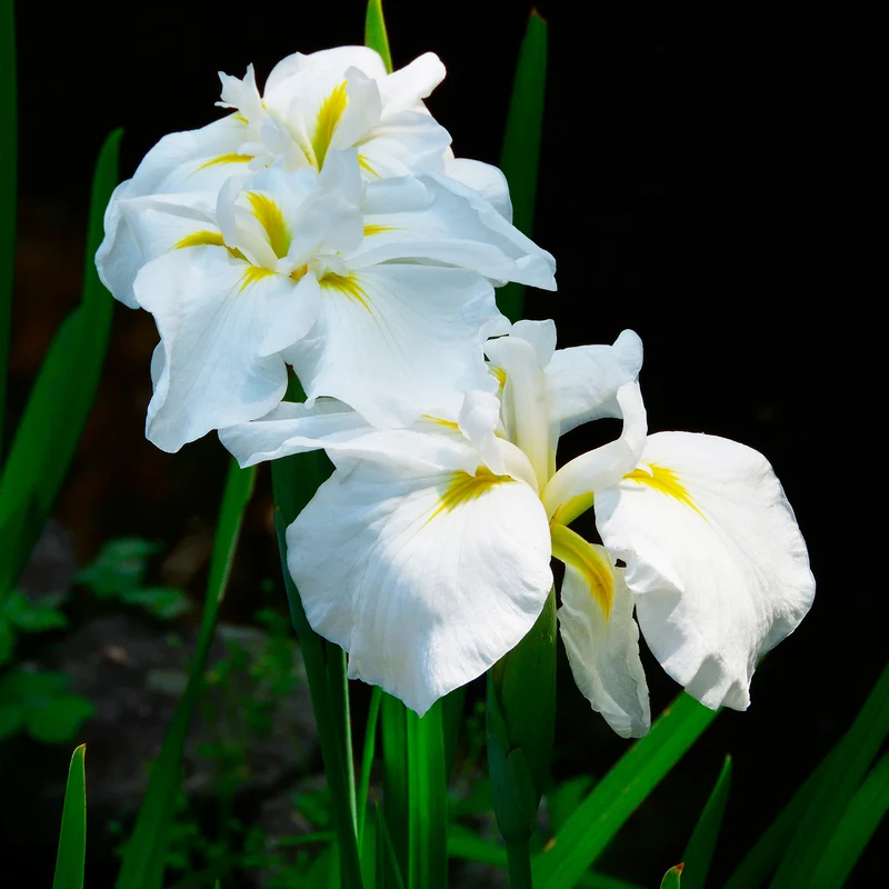 Iris du Japon White Ladies