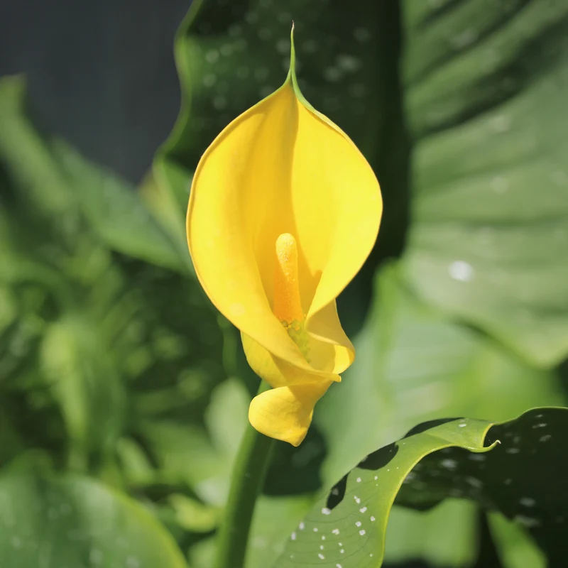 Arum Solfatare