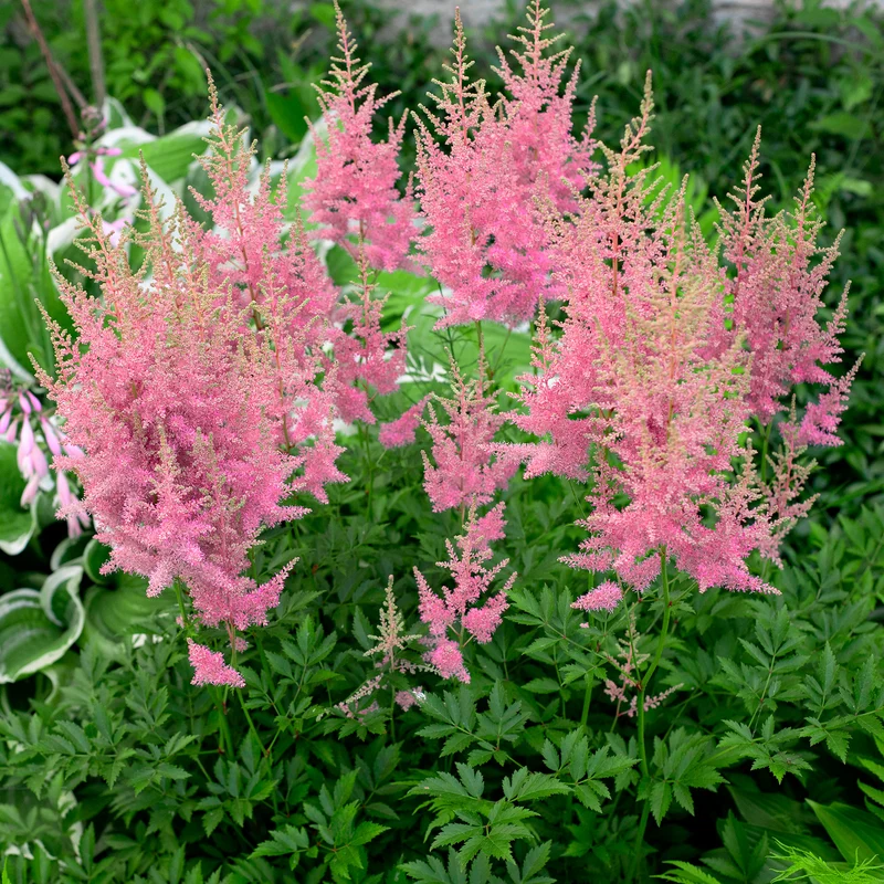 Astilbe d'Arends Anita Pfeifer