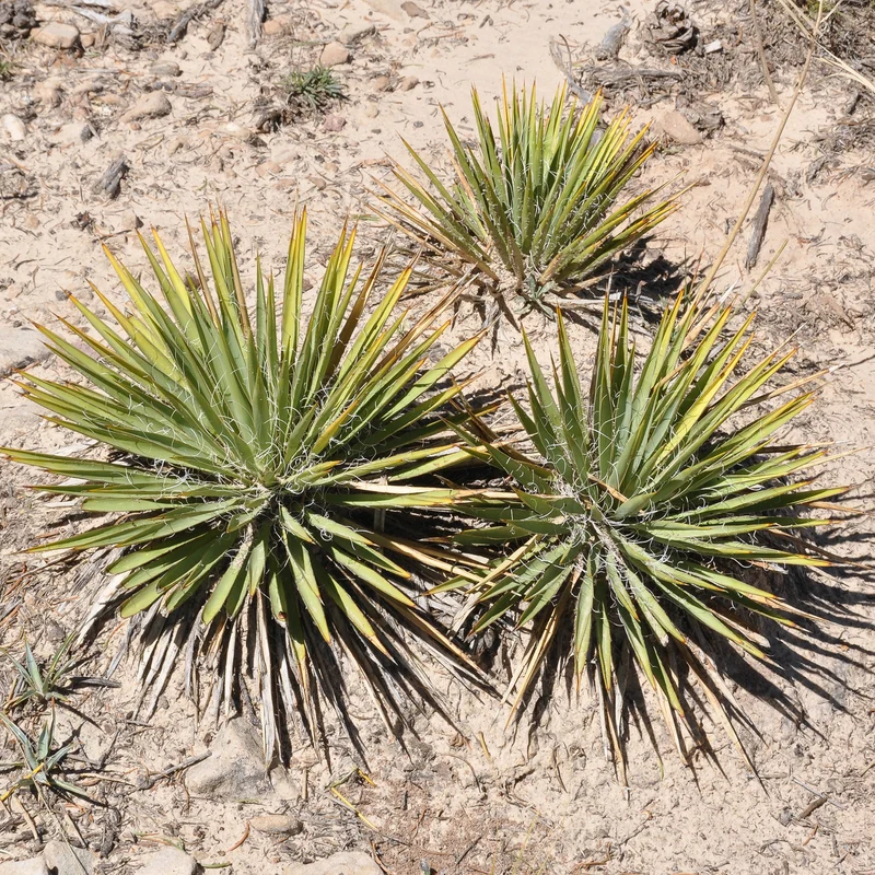 Agave Geminiflora