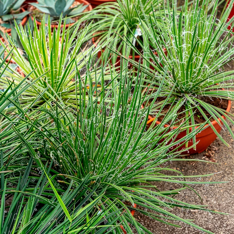 Agave Geminiflora