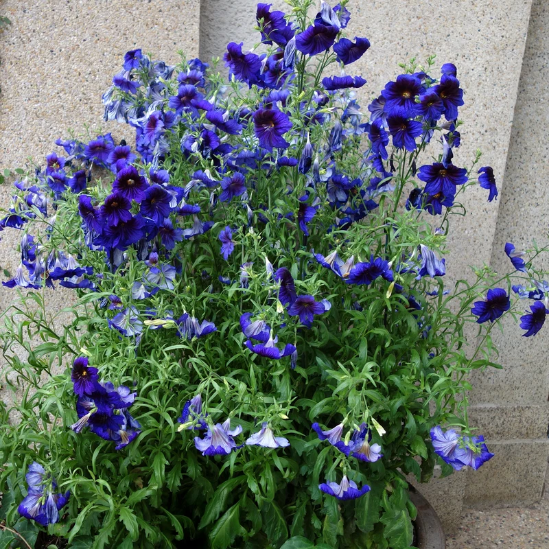 Salpiglossis Kew Blue