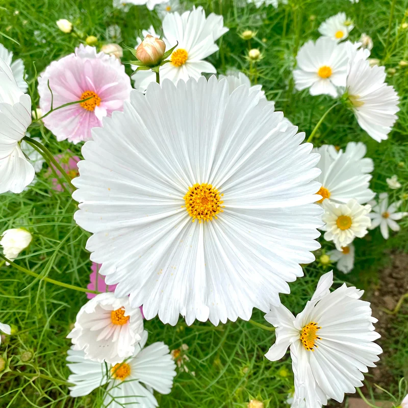 Cosmos Cupcakes White
