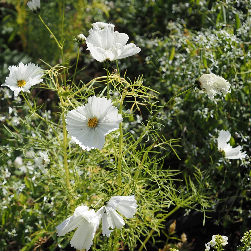 Cosmos Cupcakes White