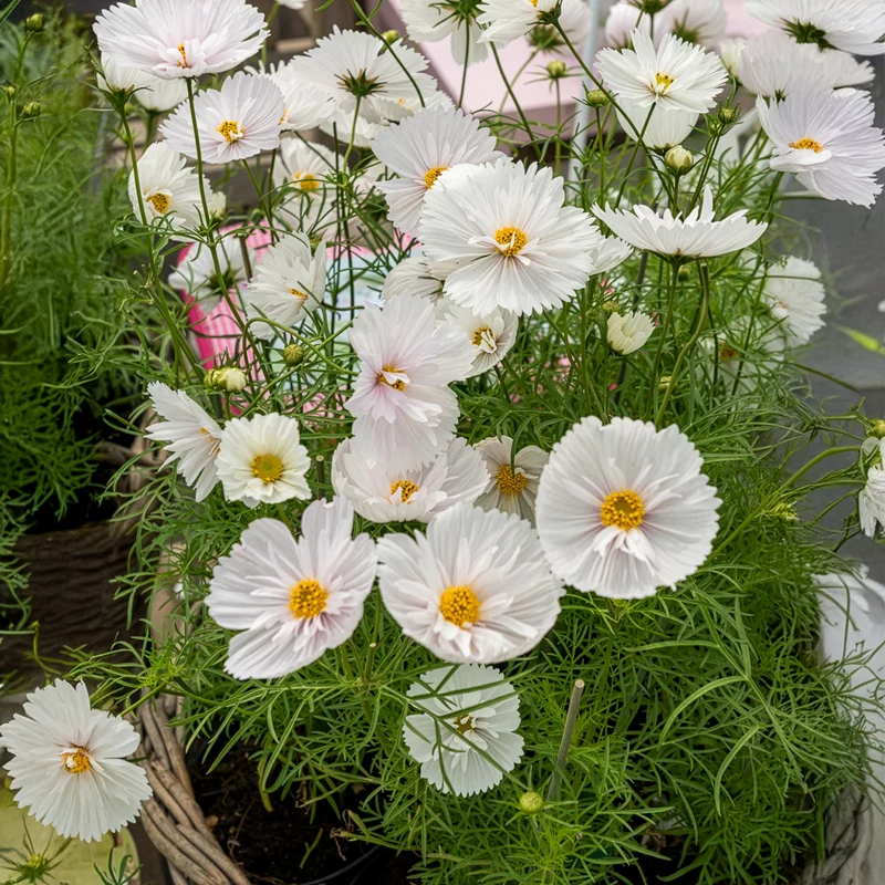 Cosmos Cupcakes White