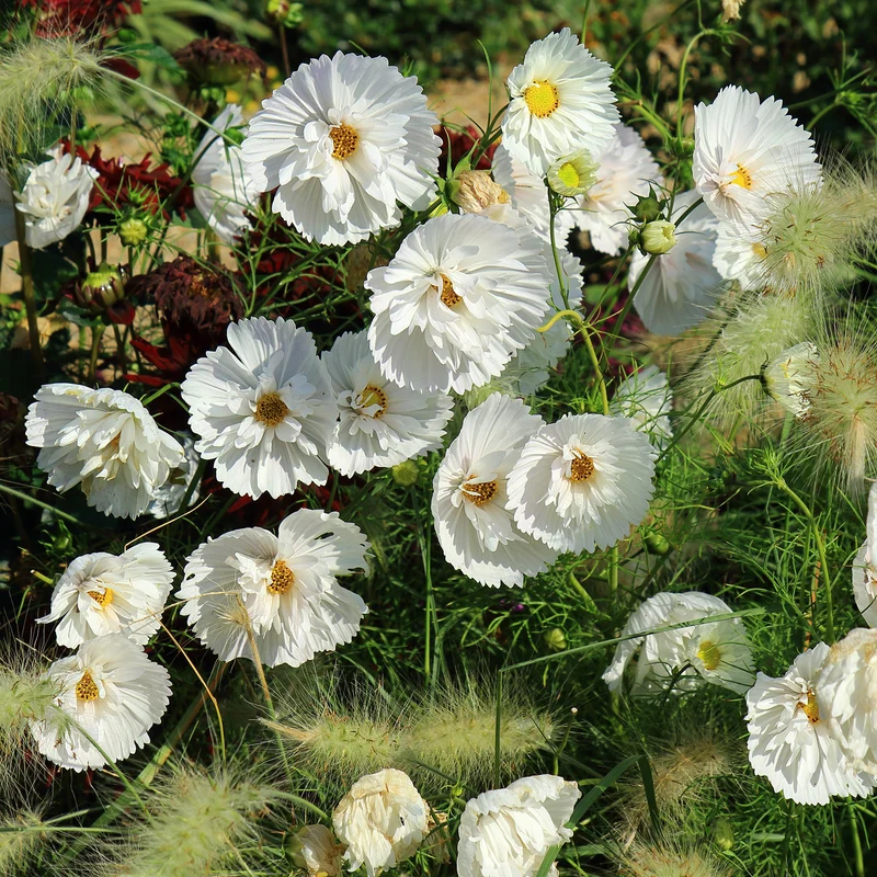 Cosmos Cupcakes White