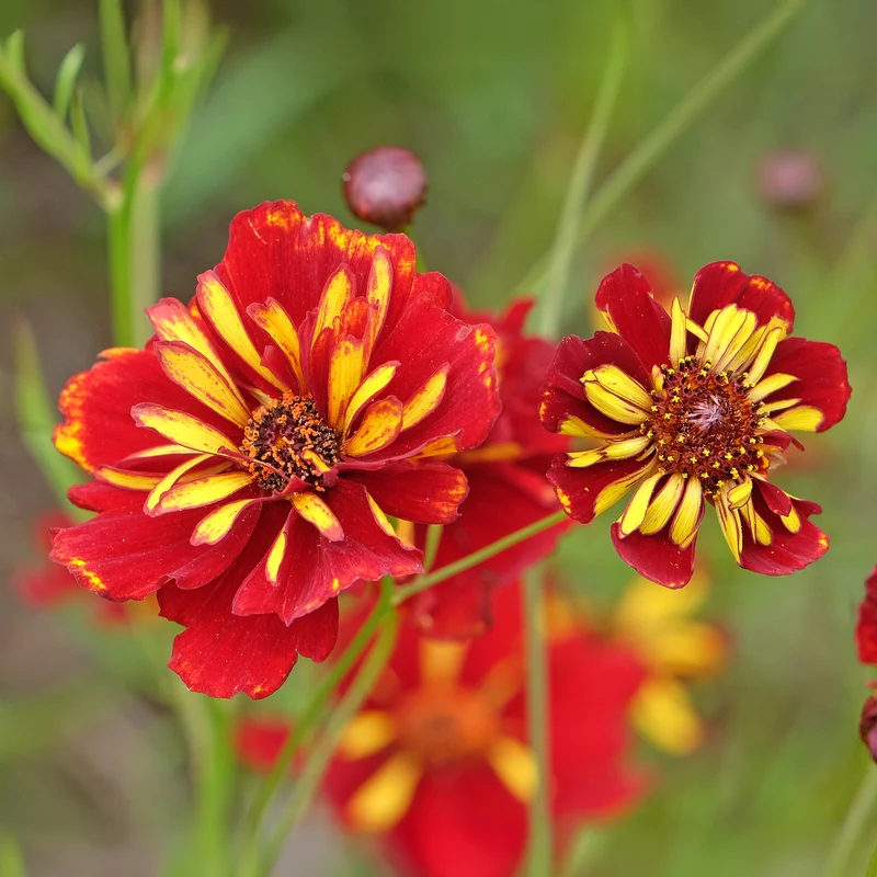 Coreopsis Roulette