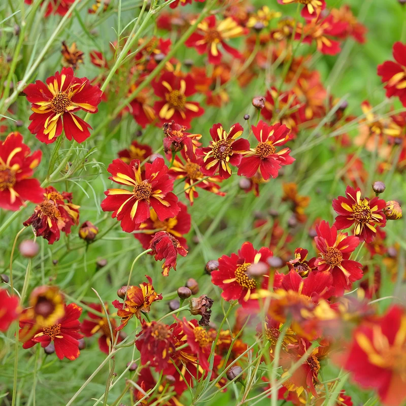 Coreopsis Roulette