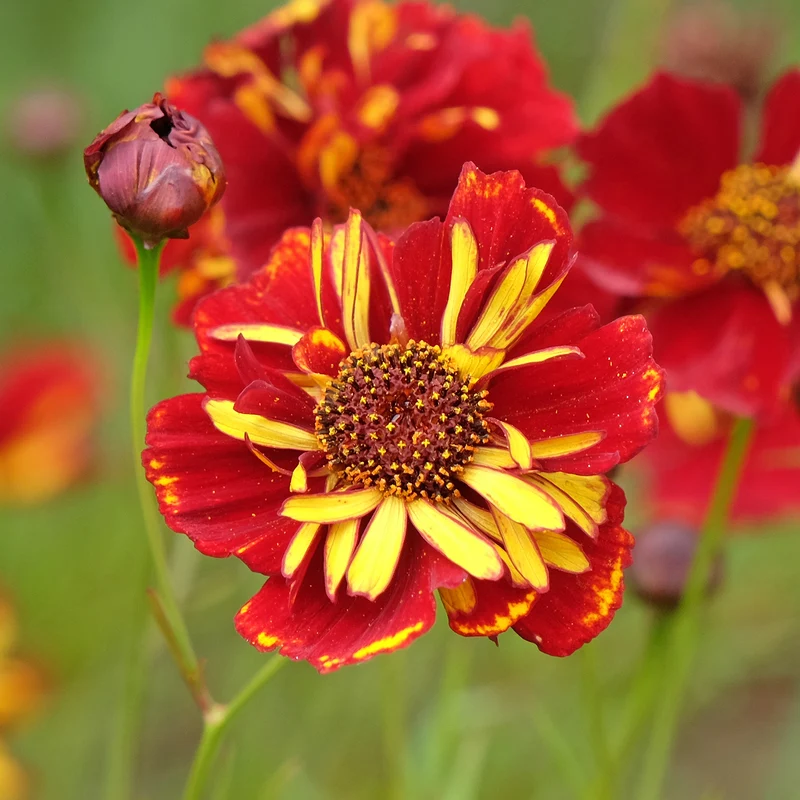 Coreopsis Roulette