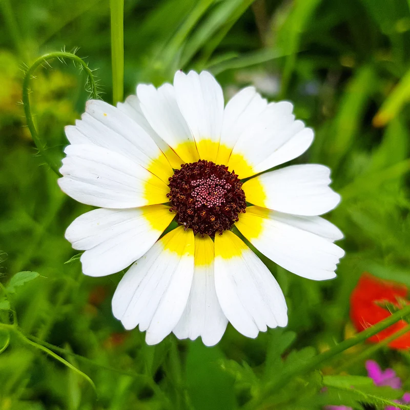 Chrysanthème à carène Polar Star