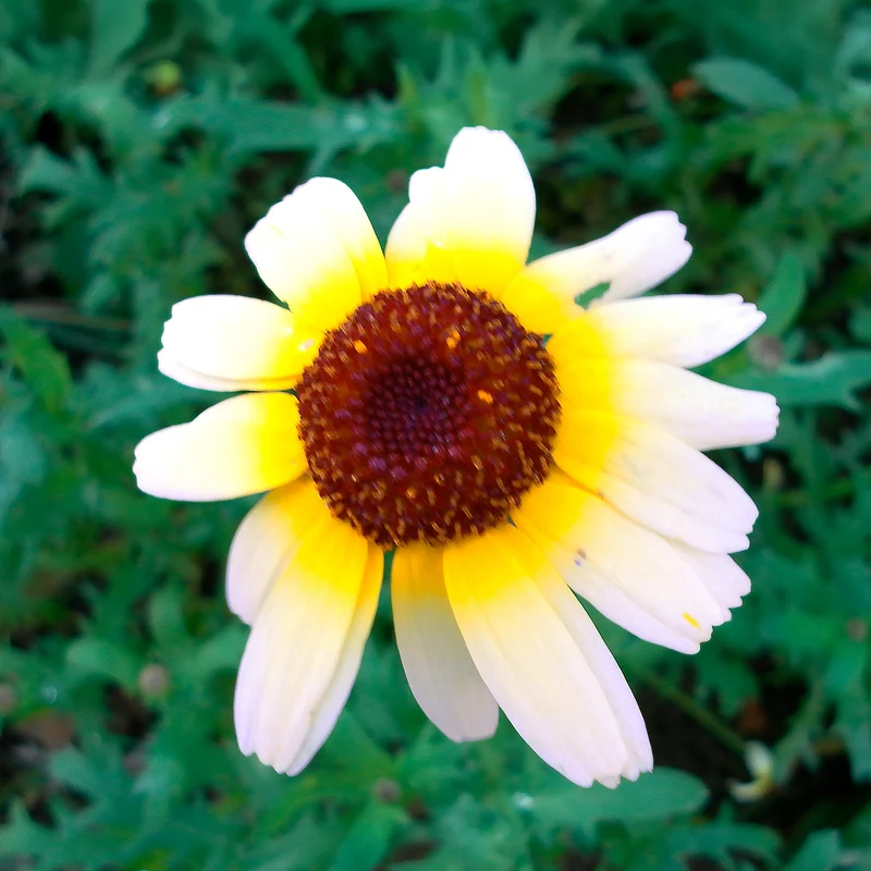 Chrysanthème à carène Polar Star