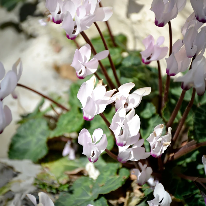 Cyclamen coum blanc