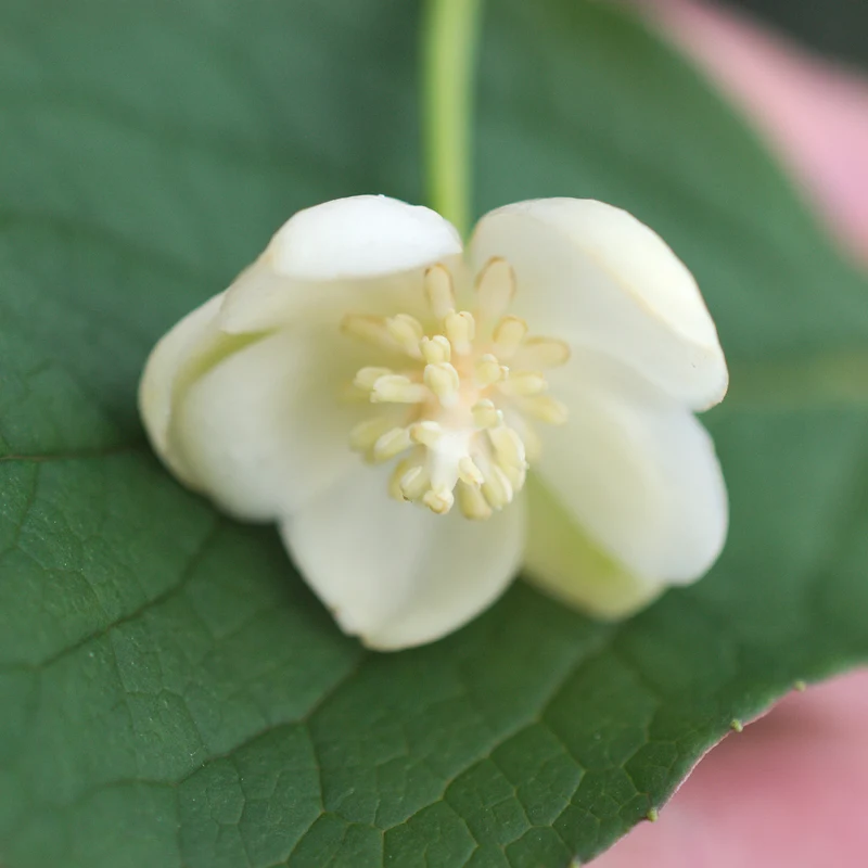 Magnolia grimpant