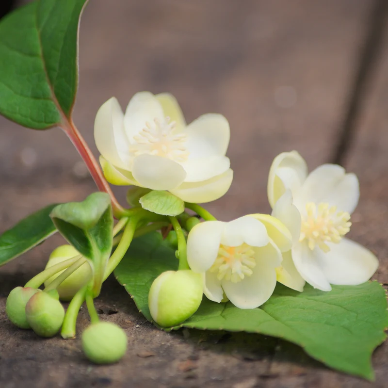 Magnolia grimpant