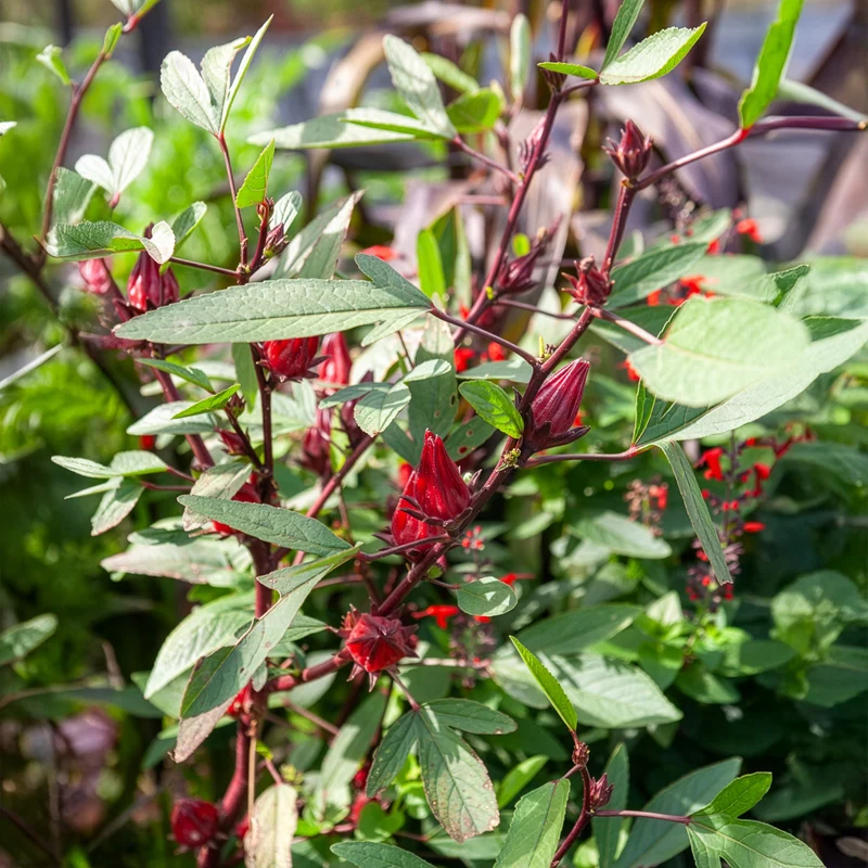 Hibiscus sabdariffa - Oseille de Guinée