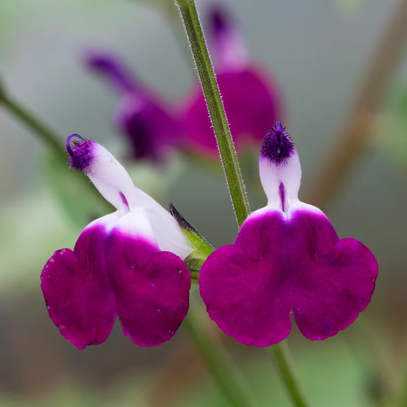 Sauge Amethyst Lips