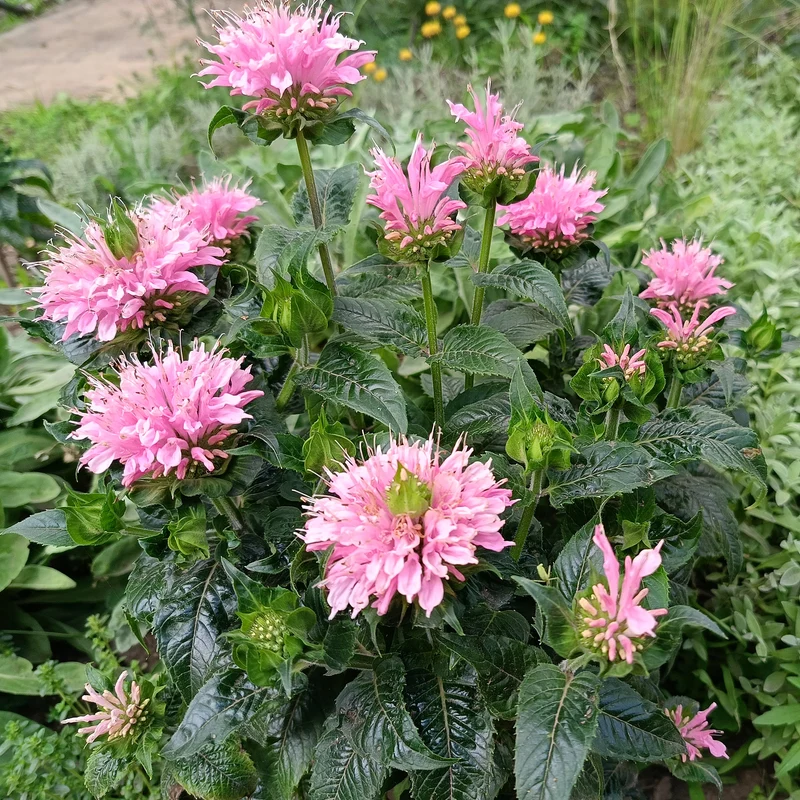 Monarde Sugar Buzz Pink Frosting