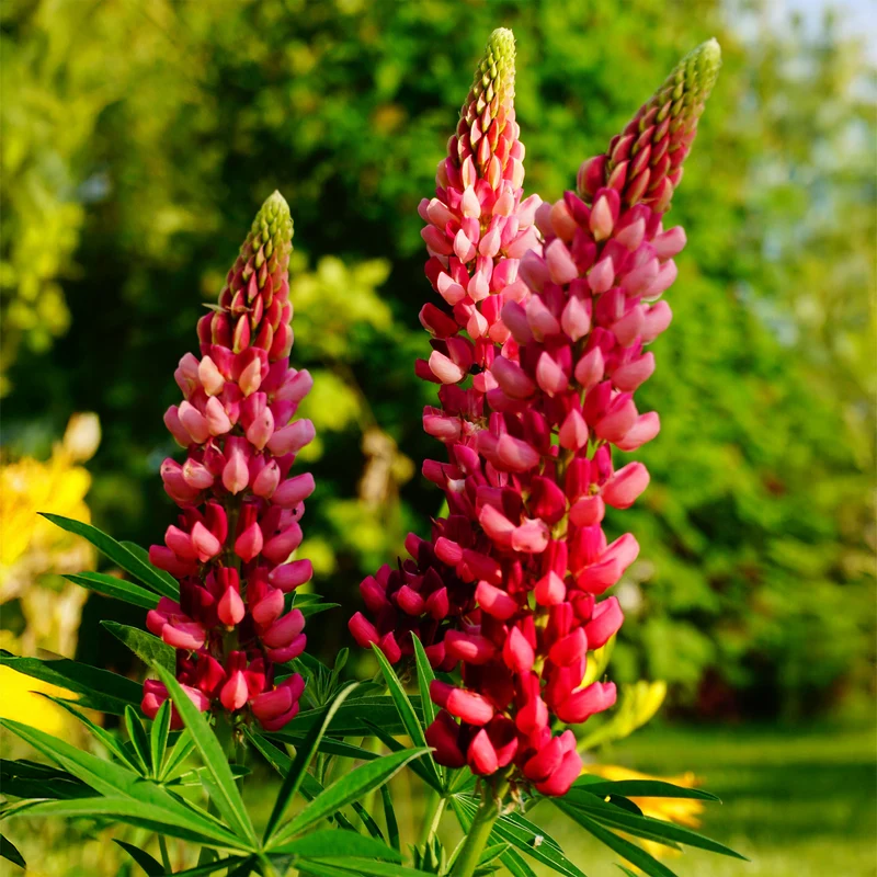 Lupin The Pages