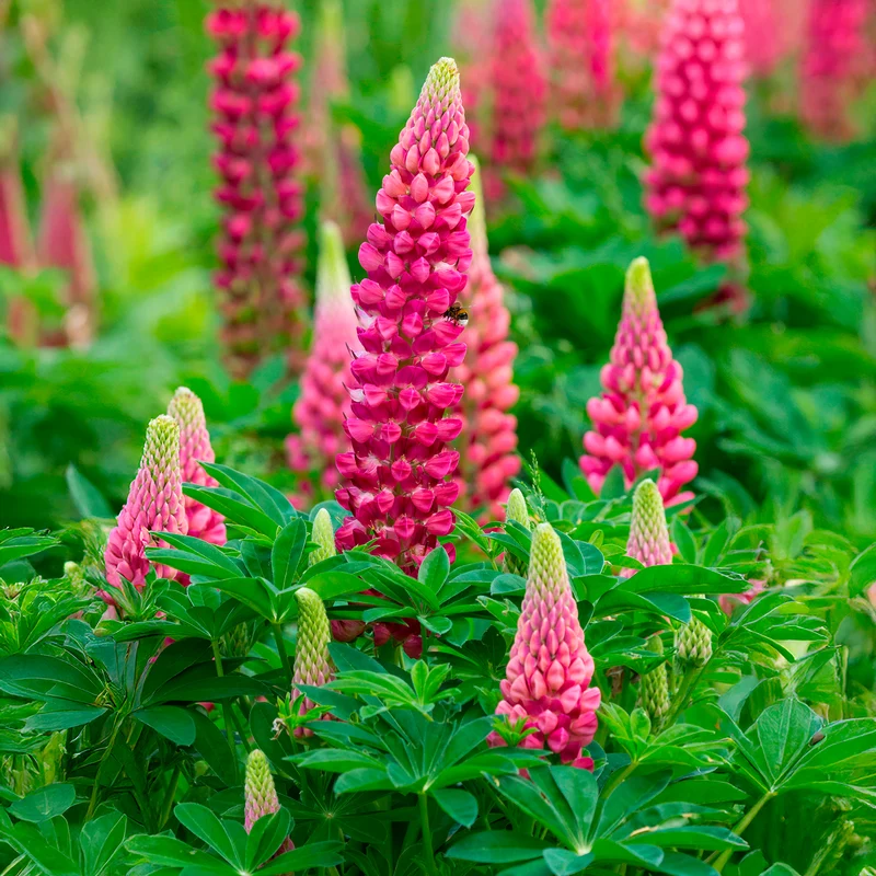 Lupin The Pages