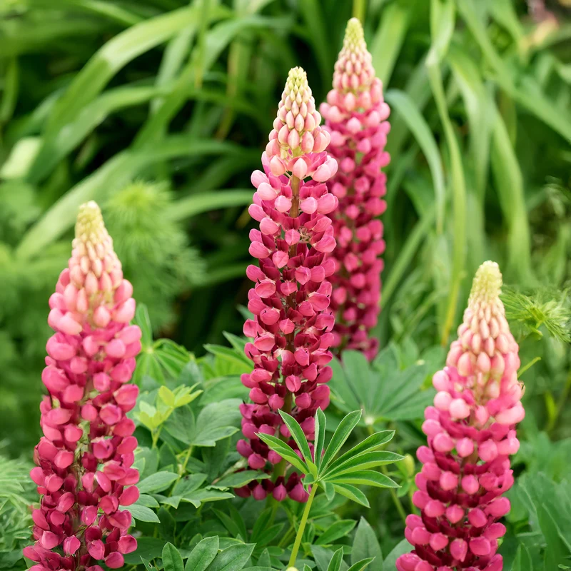 Lupin The Pages