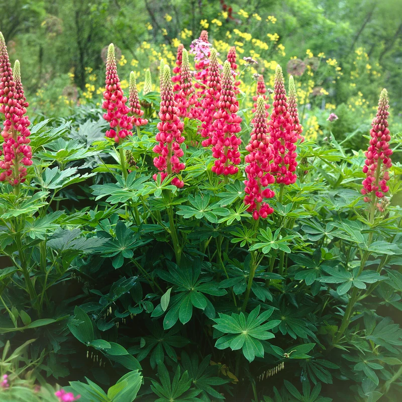 Lupin The Pages